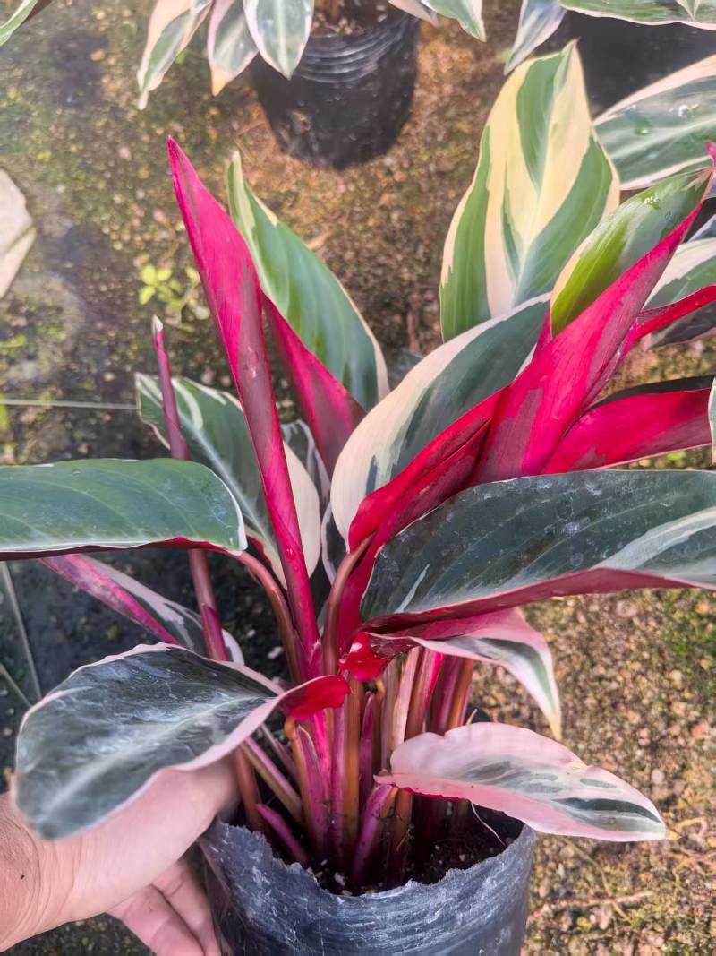 七彩竹芋室内外绿植花卉水培土培盆栽