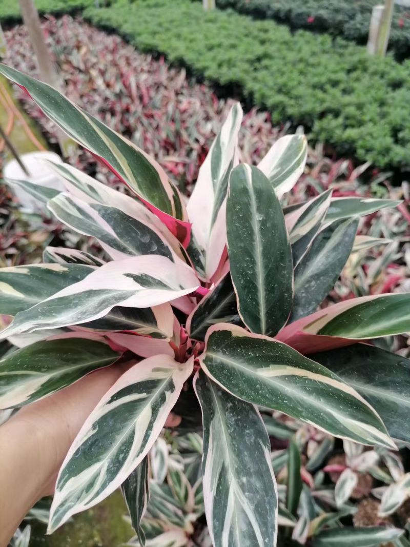 七彩竹芋室内外绿植花卉水培土培盆栽
