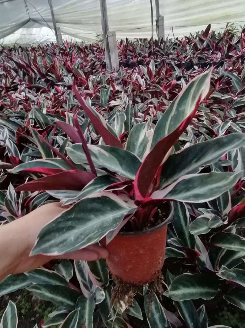 七彩竹芋室内外绿植花卉水培土培盆栽