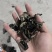黑木耳精品，自己基地直发，价格美丽