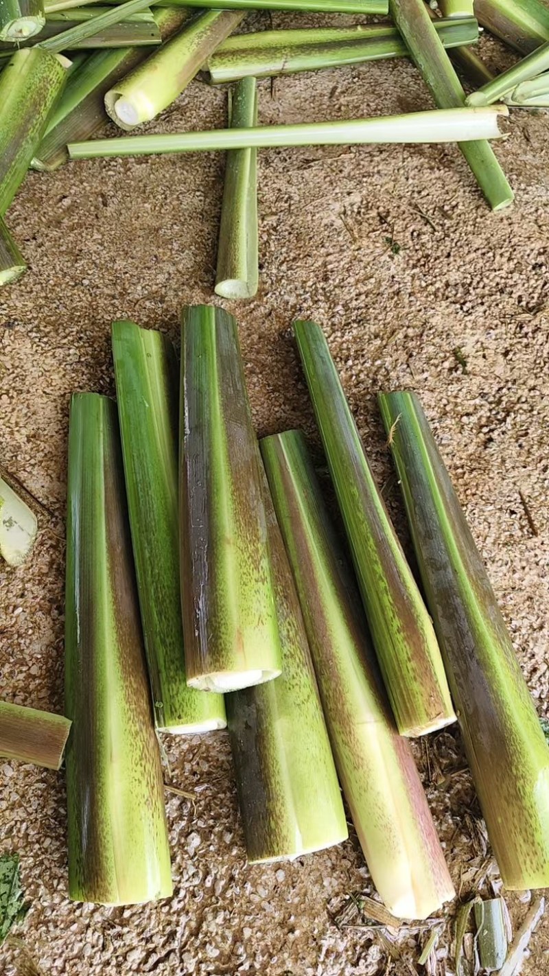 茭白基地直发品质保证量大从优