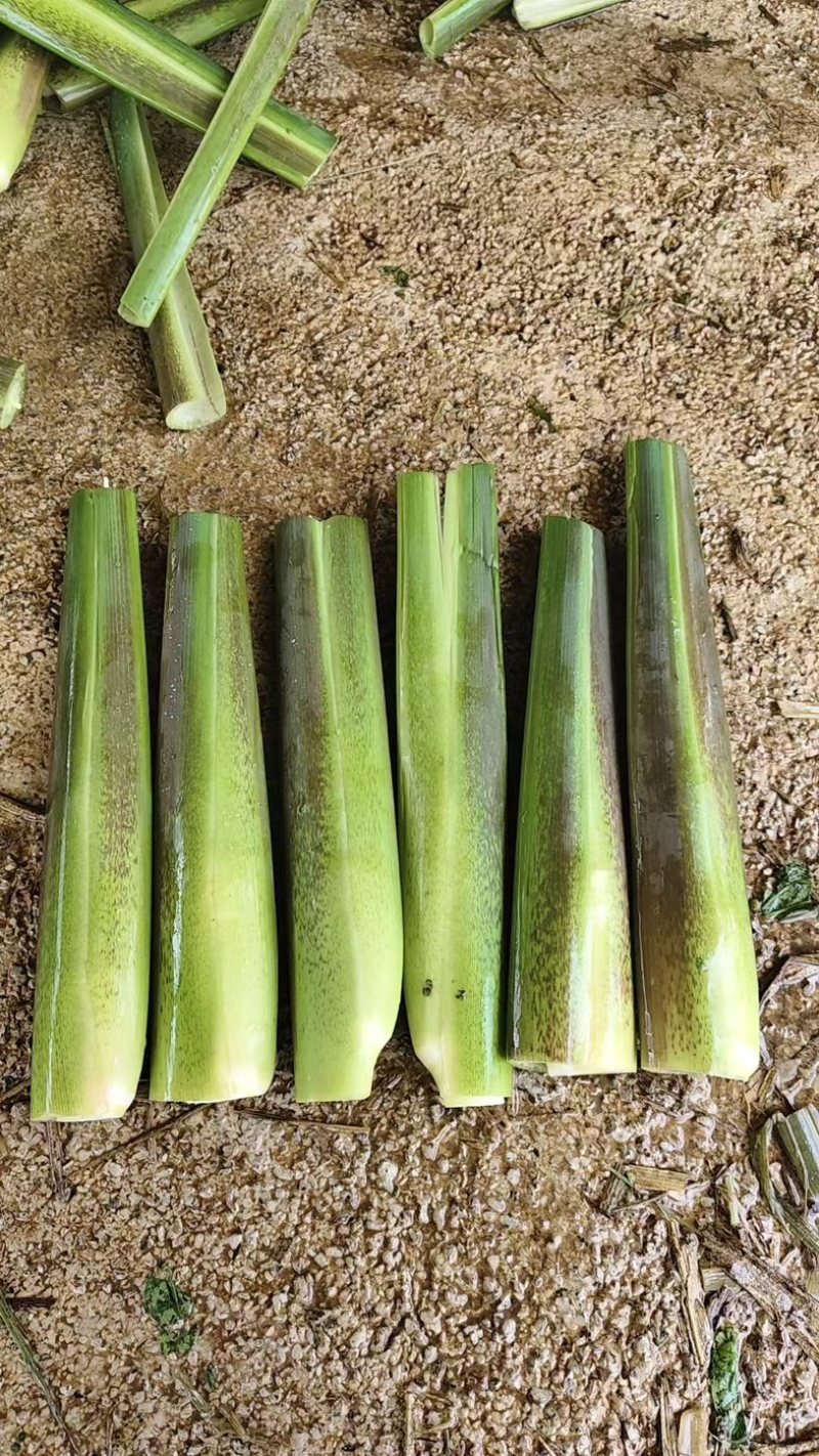茭白基地直发品质保证量大从优