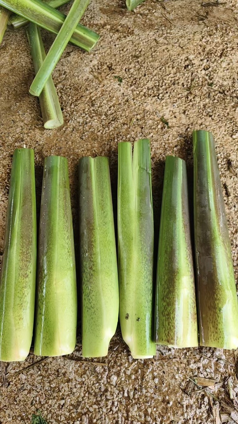 茭白基地直发品质保证量大从优