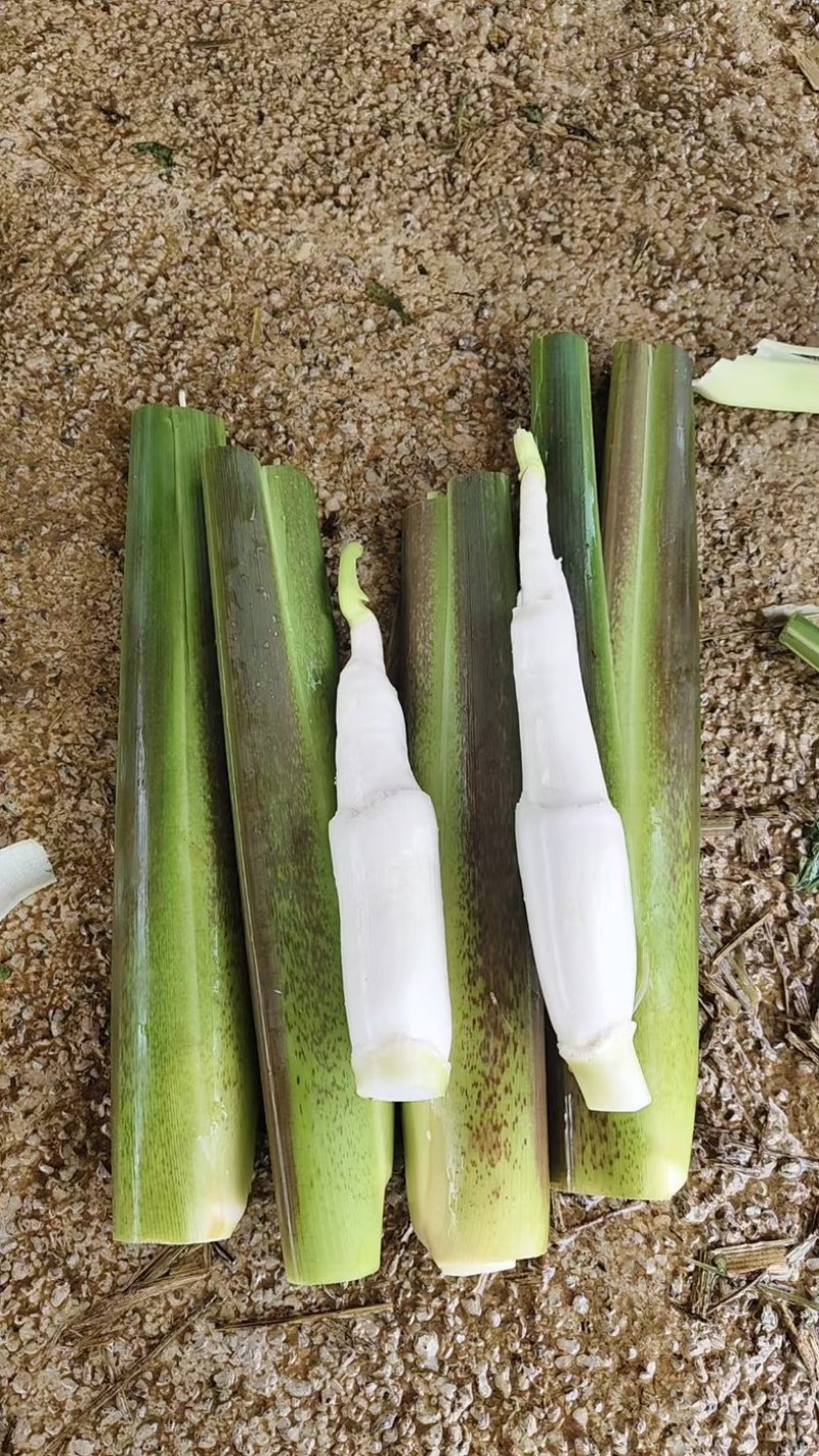 茭白基地直发品质保证量大从优