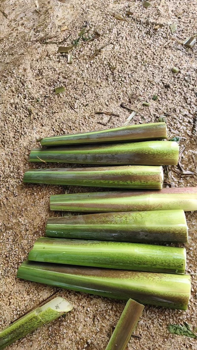 茭白基地直发品质保证量大从优