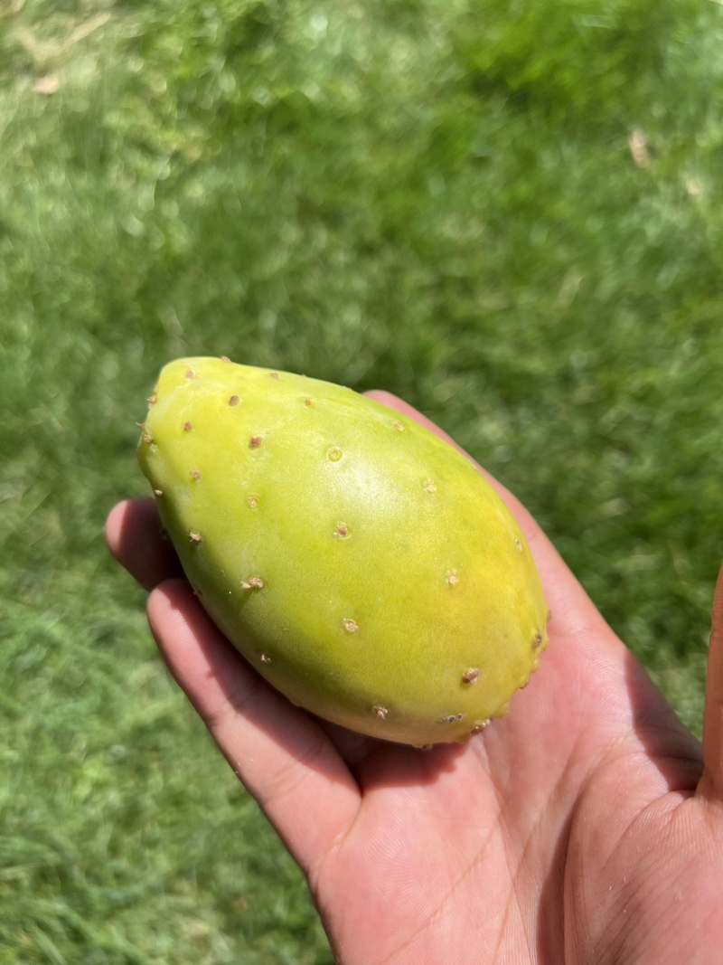 仙人掌鲜果