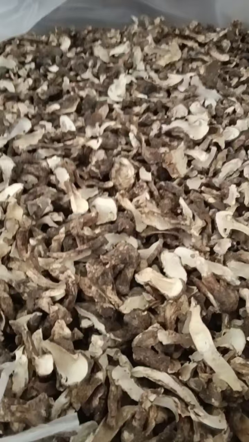云南童茸干片/松茸干片大量接单产地直发量大从优欢迎来电