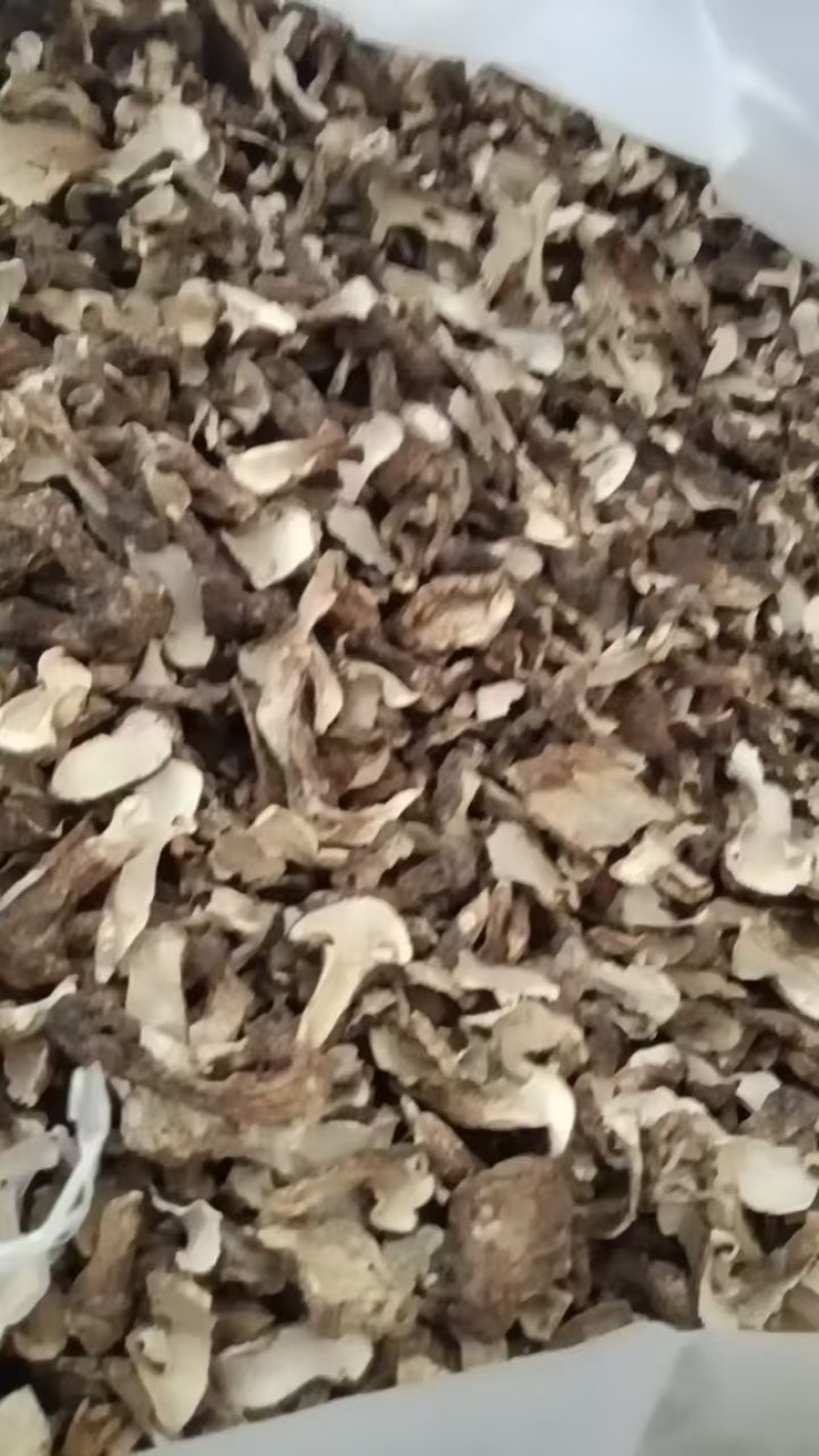 云南童茸干片/松茸干片大量接单产地直发量大从优欢迎来电