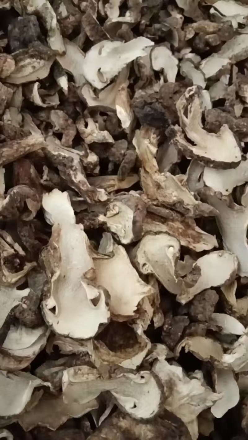 云南童茸干片/松茸干片大量接单产地直发量大从优欢迎来电