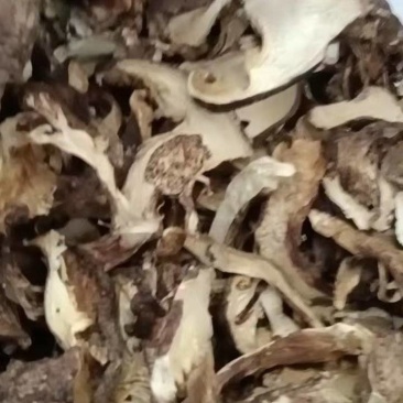 云南开伞松茸干片大量接单产地直发量大从优欢迎来电