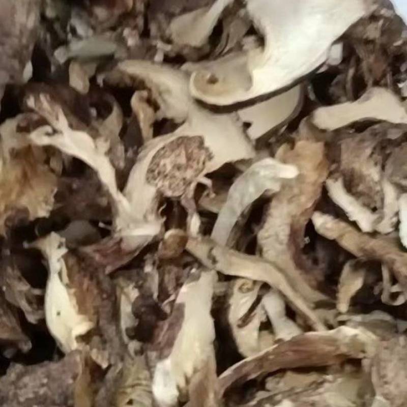 云南开伞松茸干片大量接单产地直发量大从优欢迎来电