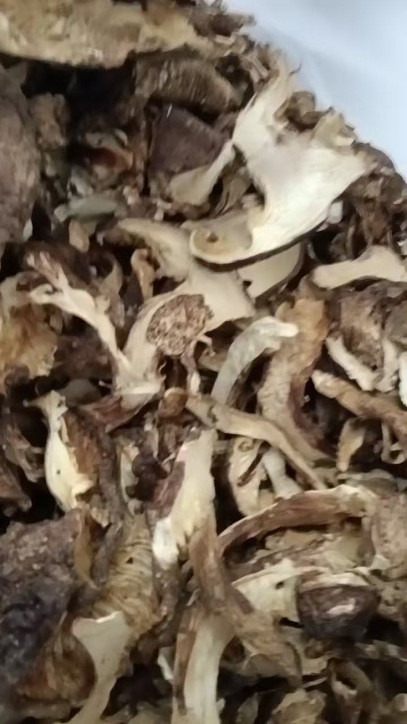云南开伞松茸干片大量接单产地直发量大从优欢迎来电