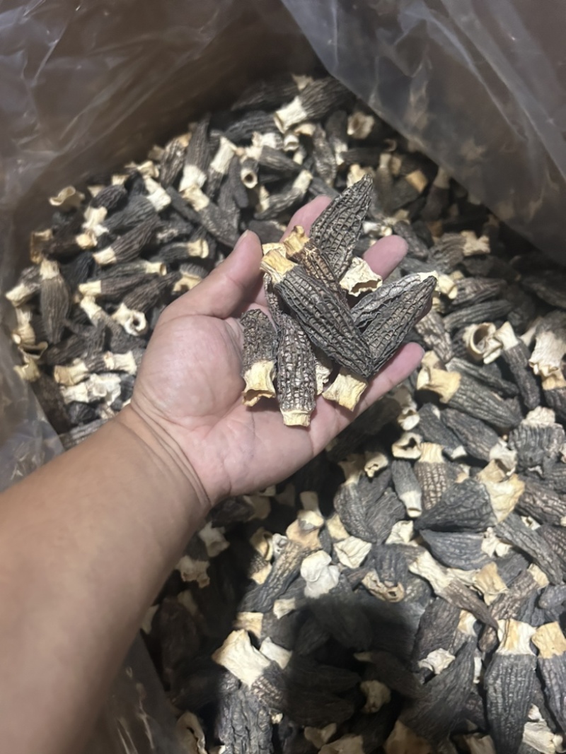 羊肚菌