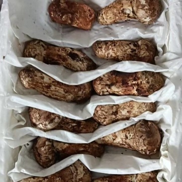 云南鲜松茸，品质保证新鲜发货，精心挑选，欢迎下单