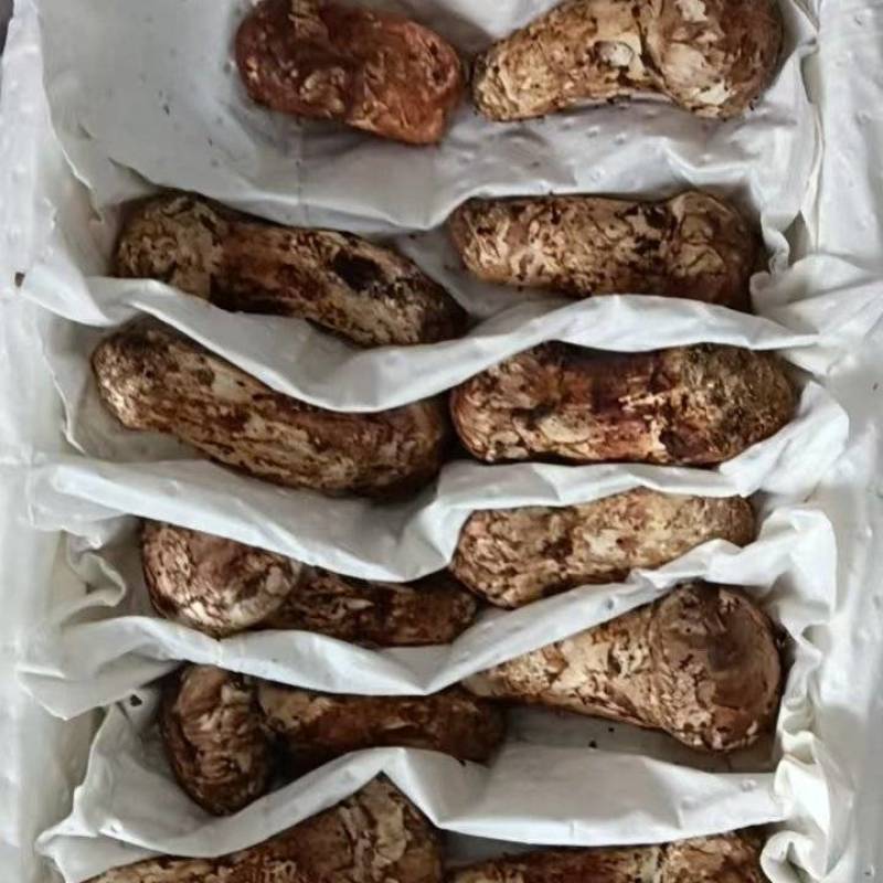 云南鲜松茸，品质保证新鲜发货，精心挑选，欢迎下单