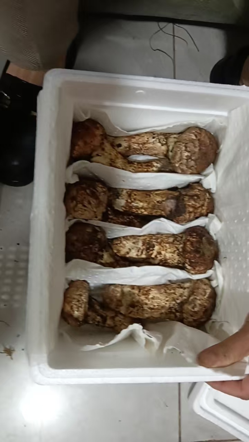 云南鲜松茸，品质保证新鲜发货，精心挑选，欢迎下单