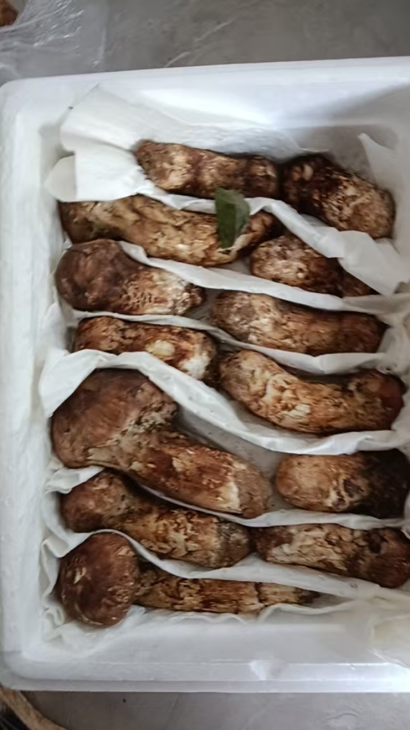 云南鲜松茸，品质保证新鲜发货，精心挑选，欢迎下单