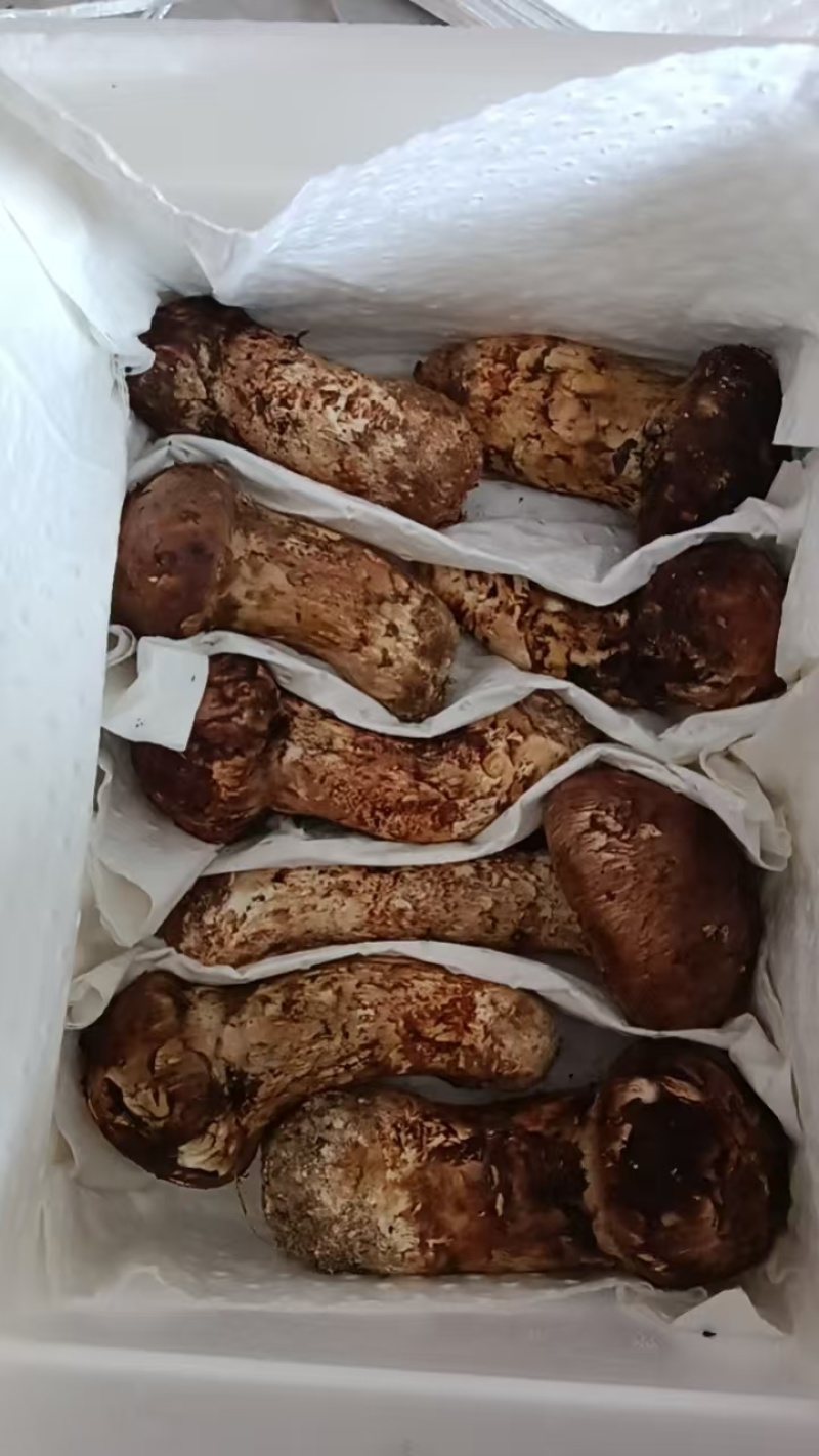 云南鲜松茸，品质保证新鲜发货，精心挑选，欢迎下单