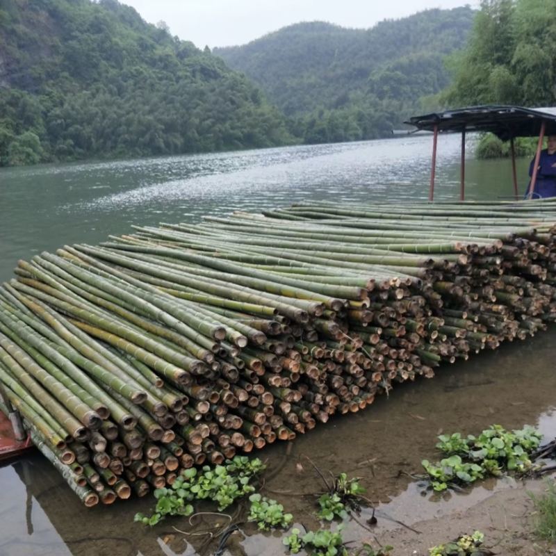 湖南排山竹，大棚养殖可视频看货