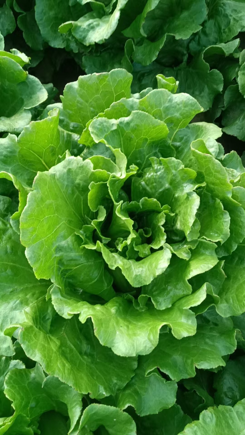 山西运城夏县利生菜大量上市，质优价廉欢迎新老朋友联系采购