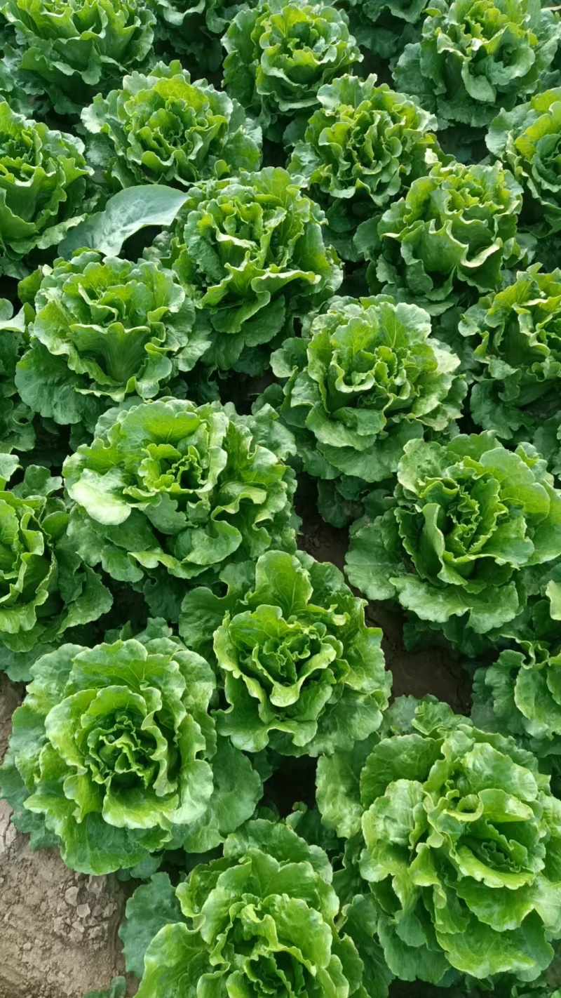 山西运城夏县利生菜大量上市，质优价廉欢迎新老朋友联系采购