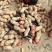 河南熟花生质优价廉欢迎询价价格美丽质量好走货快欢迎询价