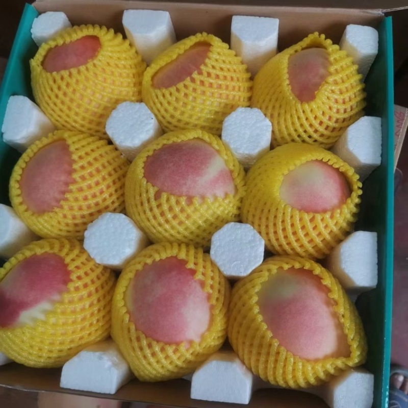 中华寿桃大量下树