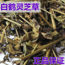 白鹤灵芝草中药材冷背中药材大全批发零售货真价实
