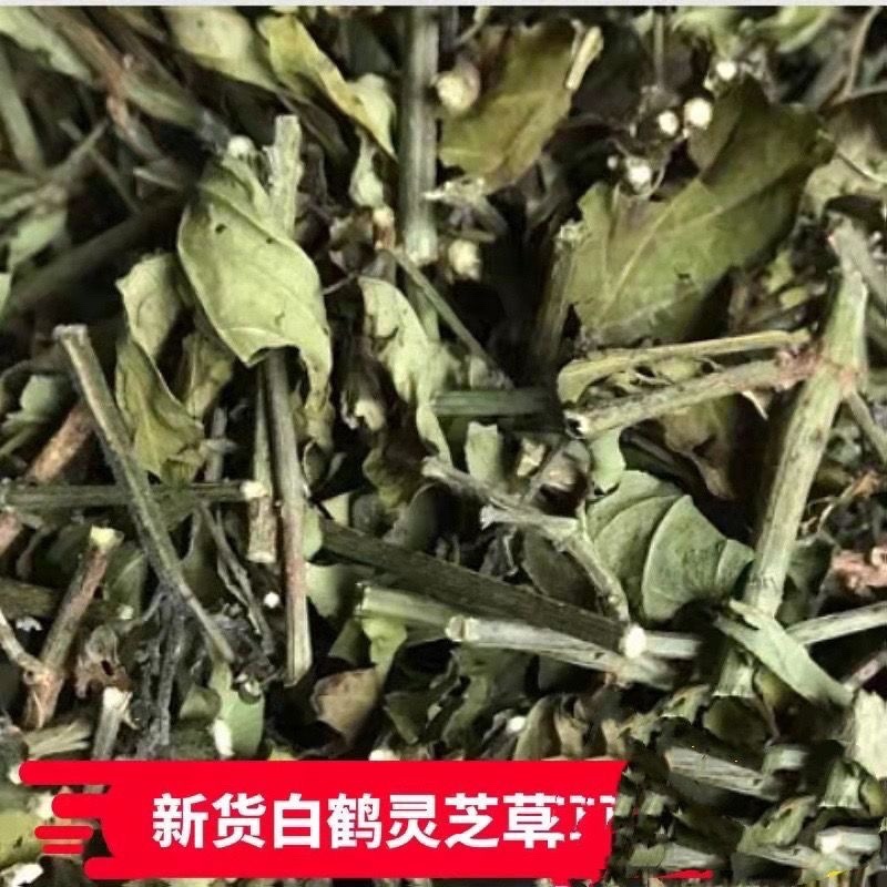 白鹤灵芝草中药材冷背中药材大全批发零售货真价实