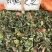 白鹤灵芝草中药材冷背中药材大全批发零售货真价实