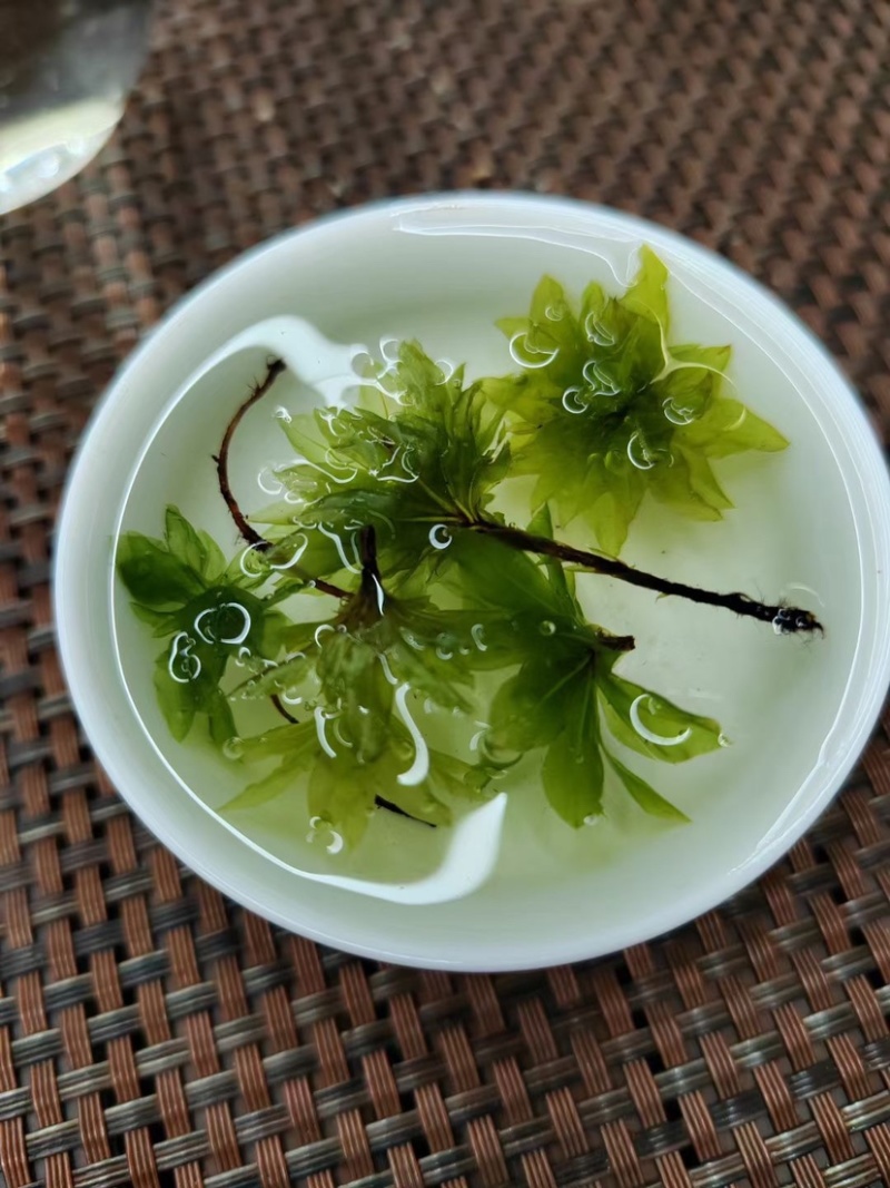 回心草大货批发整株完整大条颜色绿无杂质干净一把伞大叶藓