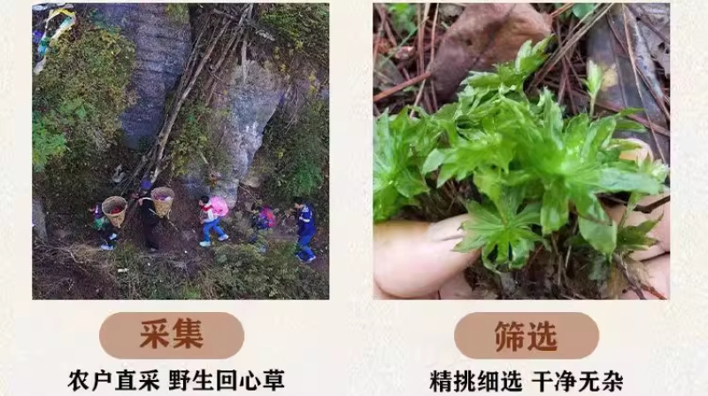 回心草大货批发整株完整大条颜色绿无杂质干净一把伞大叶藓