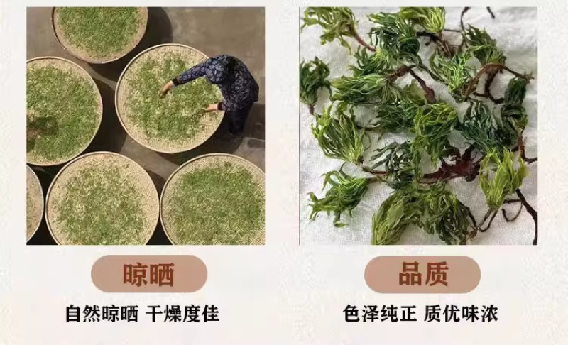 回心草大货批发整株完整大条颜色绿无杂质干净一把伞大叶藓