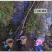回心草大货批发整株完整大条颜色绿无杂质干净一把伞大叶藓