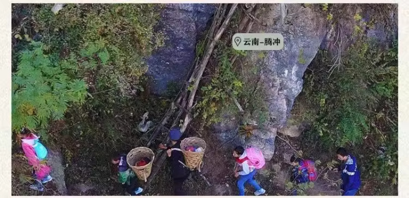 回心草大货批发整株完整大条颜色绿无杂质干净一把伞大叶藓