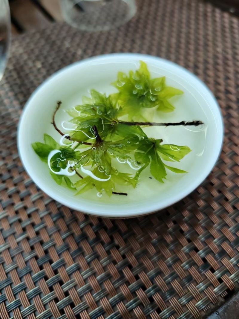 回心草大货批发整株完整大条颜色绿无杂质干净一把伞大叶藓
