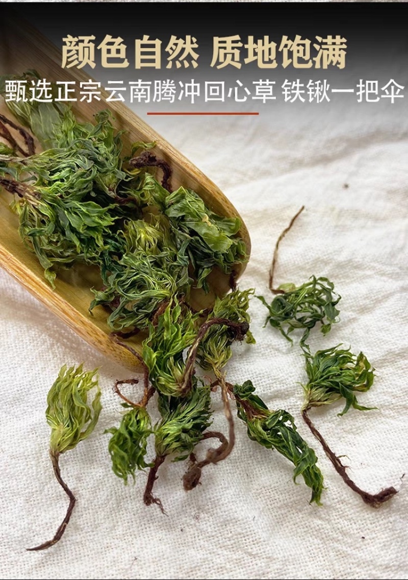 回心草大货批发整株完整大条颜色绿无杂质干净一把伞大叶藓