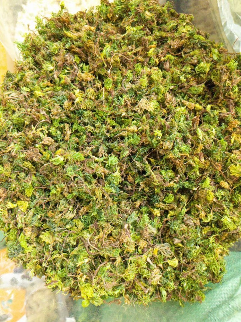 回心草大货批发整株完整大条颜色绿无杂质干净一把伞大叶藓