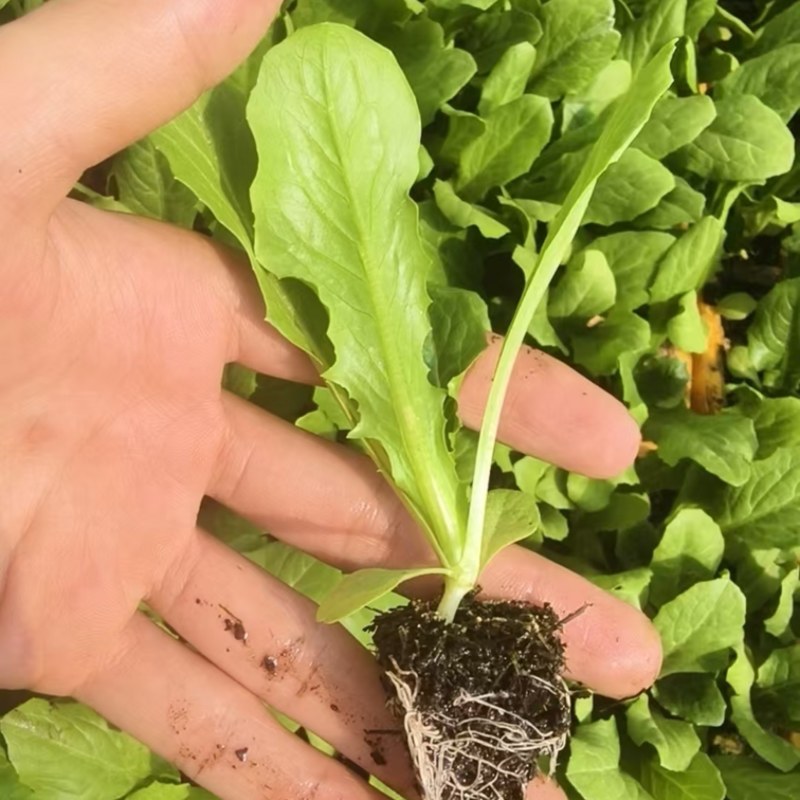 油麦菜苗菜苗苗木产地直销货源充足价格优惠可视频看货