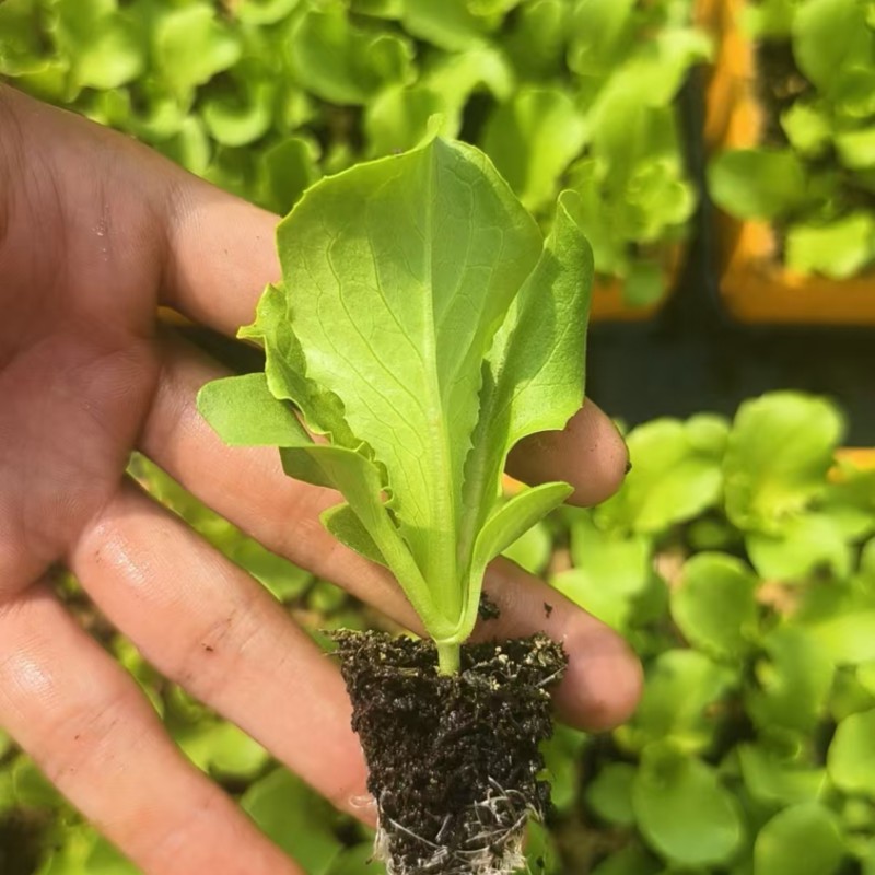 生菜苗菜苗苗木直发蔬菜基地云南可供应成活率高全国发货