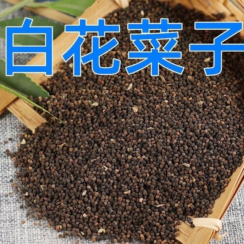 白花菜子中药材野生药材冷背中药大全批发零售