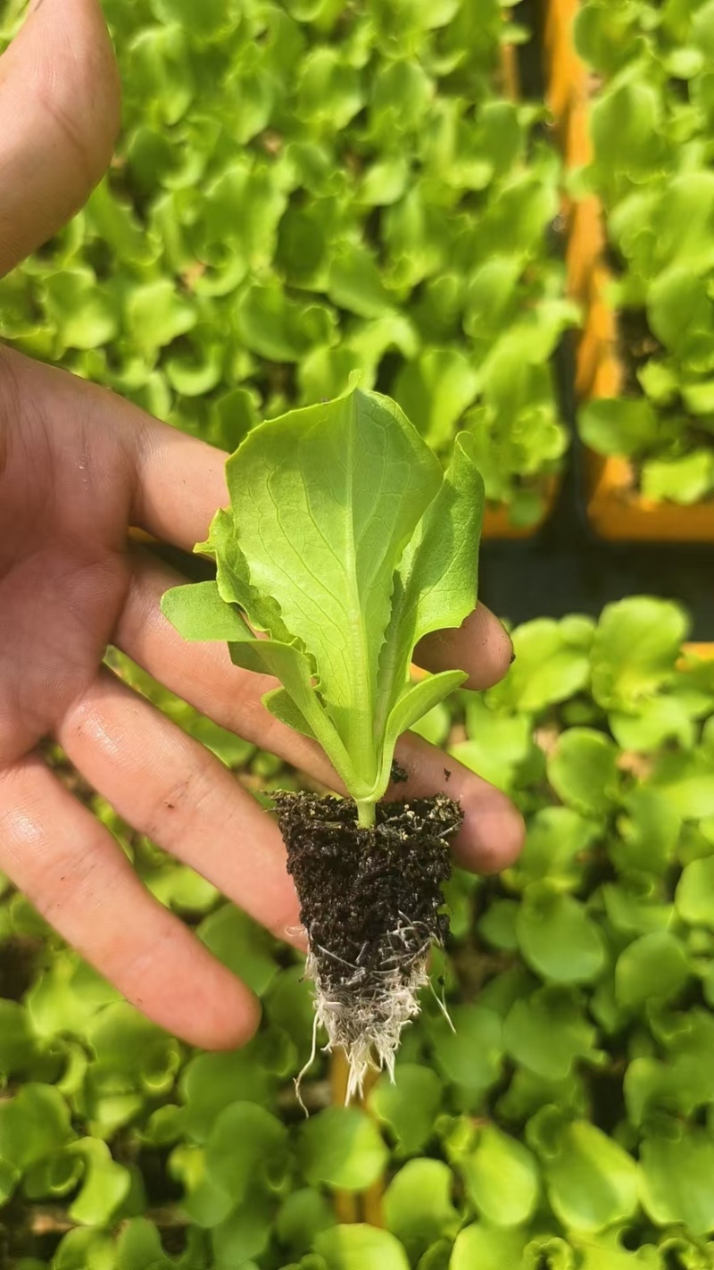 生菜苗菜苗苗木直发蔬菜基地云南可供应成活率高全国发货