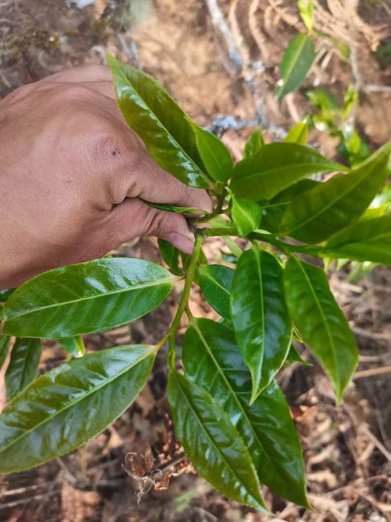 茶叶古树茶
