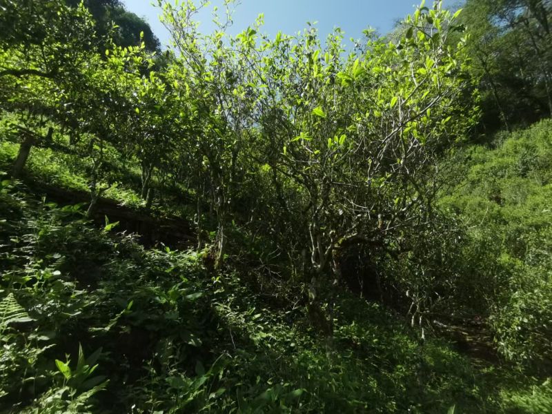茶叶古树茶