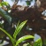 茶叶古树茶