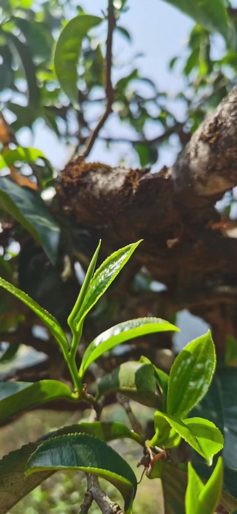 茶叶古树茶
