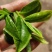 茶叶古树茶