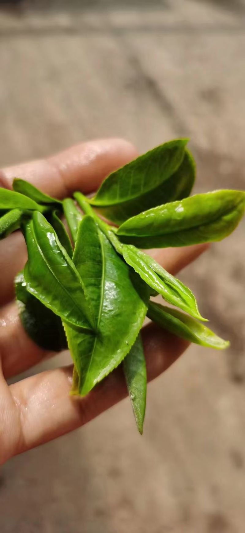 茶叶古树茶