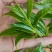 茶叶古树茶