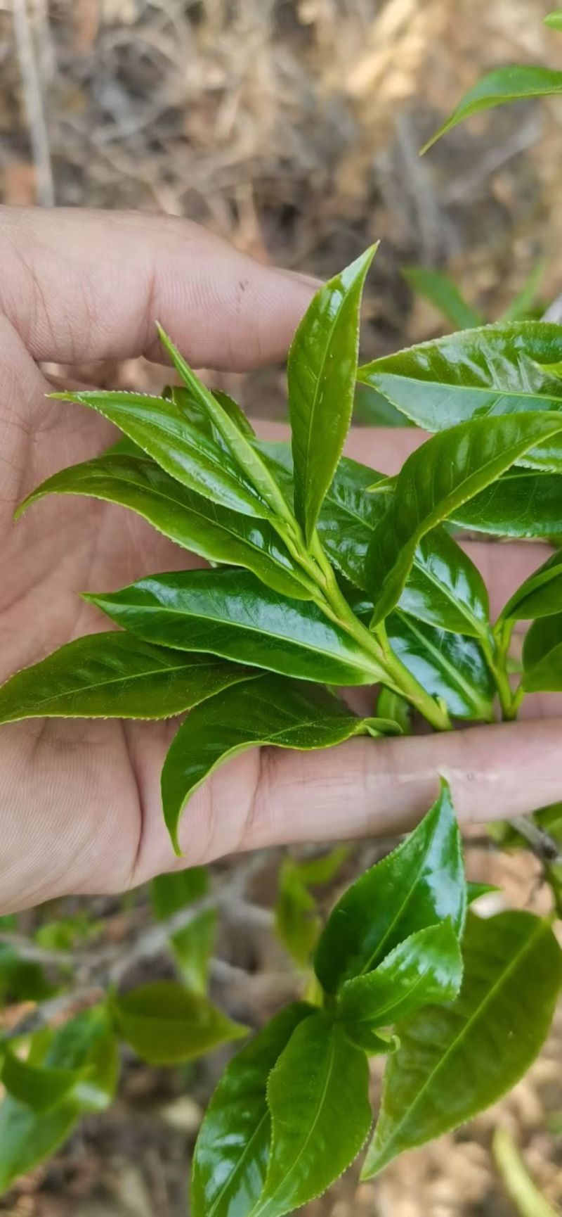 茶叶古树茶